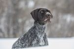 SportDOG Brand No Bark 8 levels - SBC-8