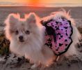 All Aflutter Pink & Black Dog Dress